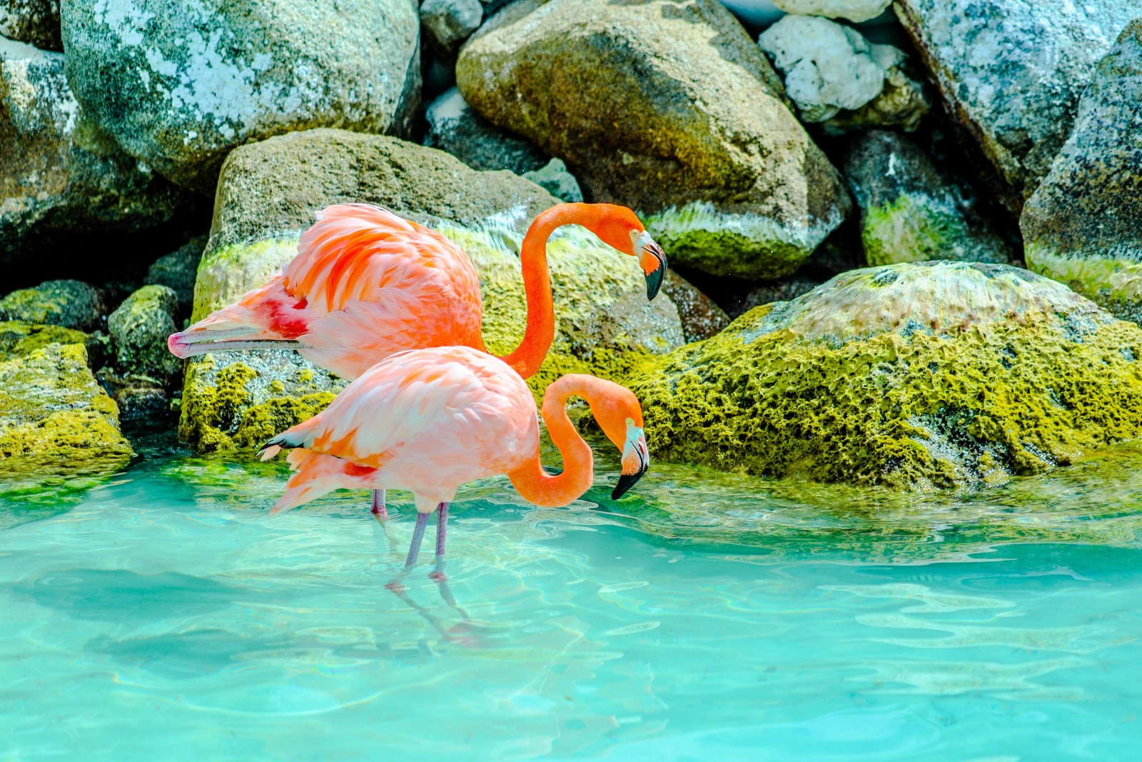 Body of water with pink birds standing during daytime