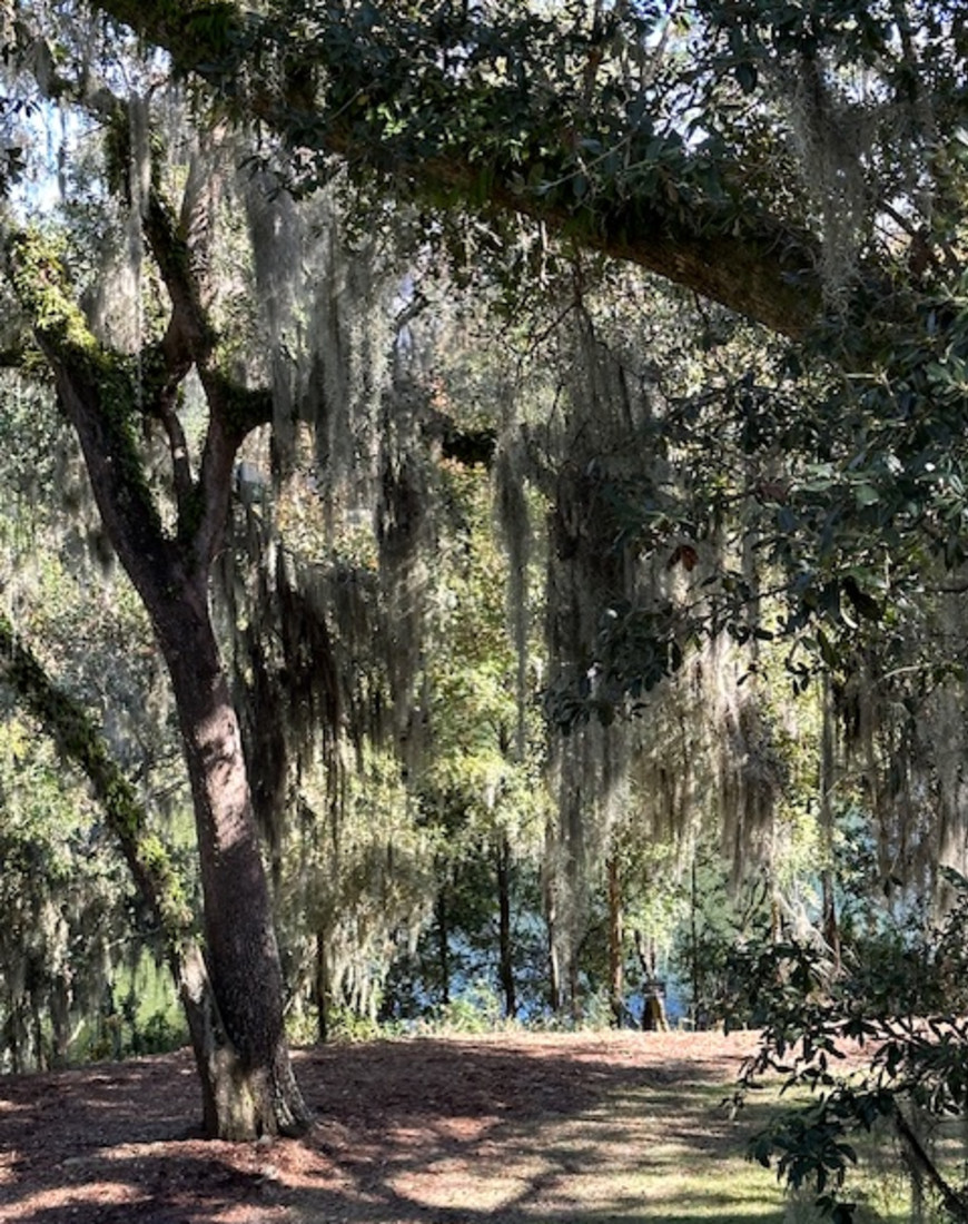 Track covered with trees