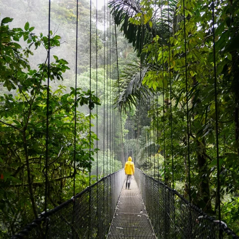 Man in yellow raincoat walking through a lush rainforest in Costa Rica. 