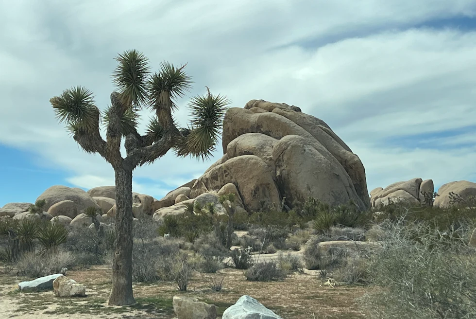 tree next to rock with cloudy skies during daytime