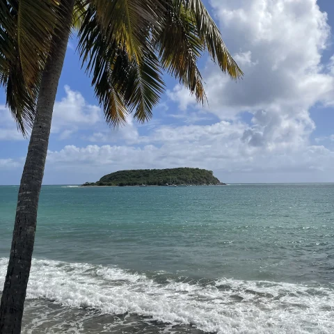 Body of water and palm tree with clouds in the sky during daytime