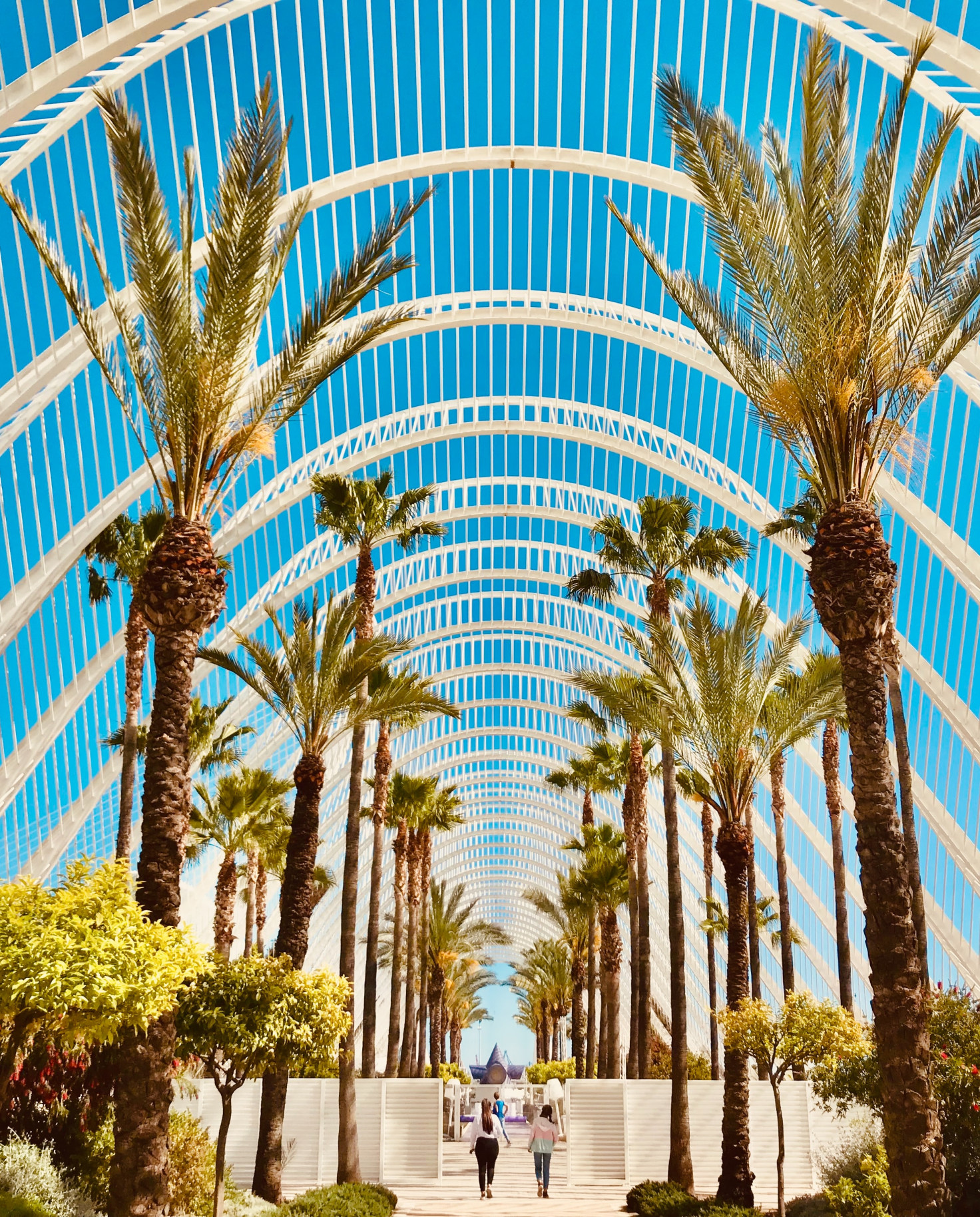 palm trees lined white arches and blue sky in valencia spain