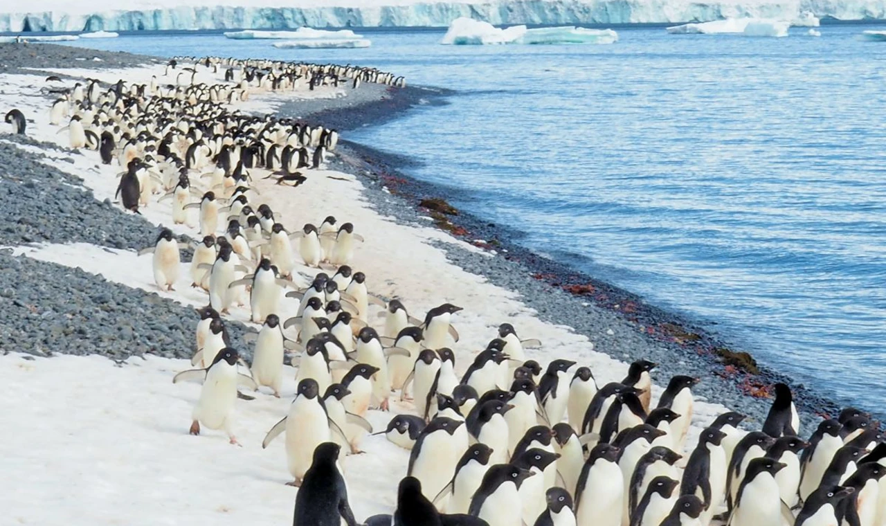 Penguins on a snow-covered beach by a body of water. 