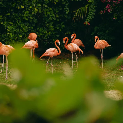 A flock of pink flamingos within a lush green landscape in the Bahamas. 