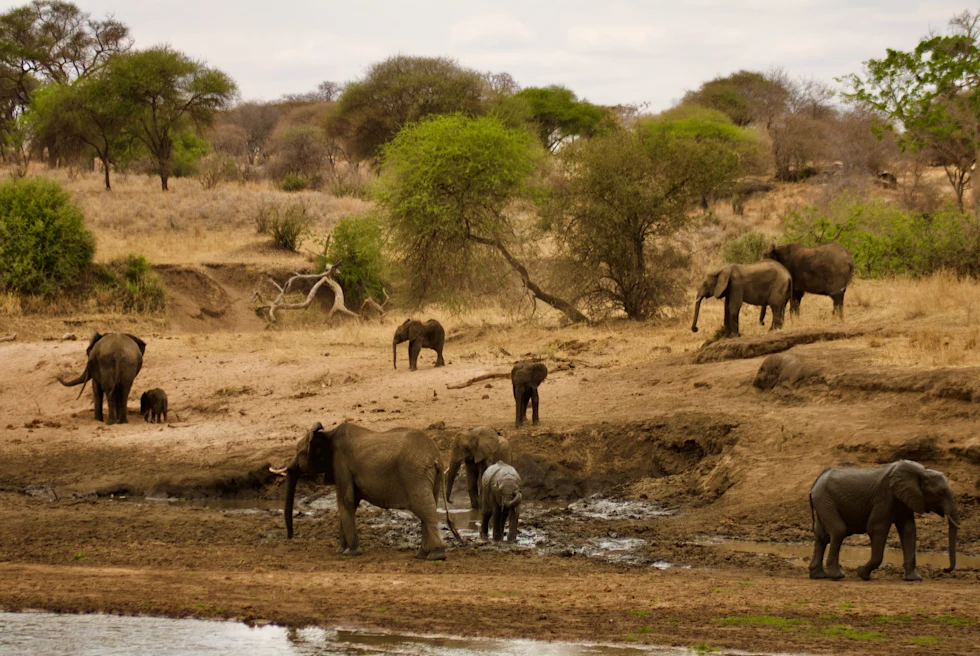 Elephants at the Tarangire National Park.