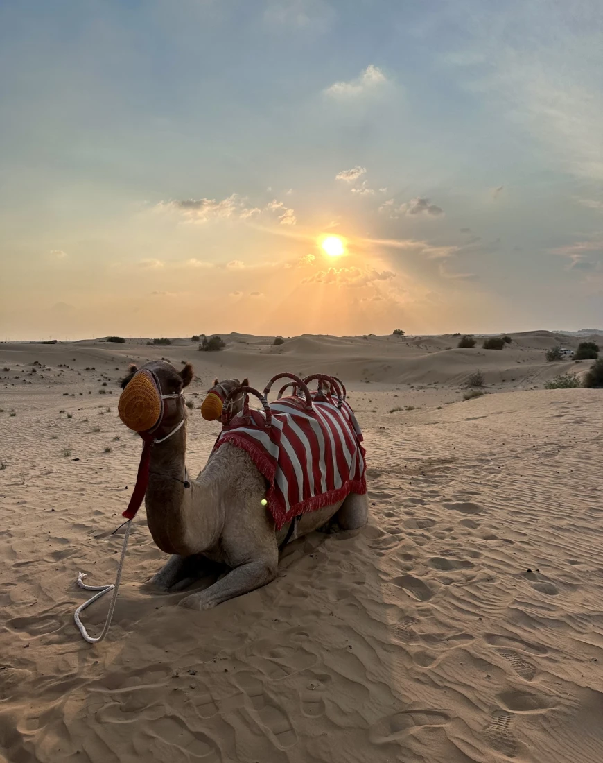 Camel Bedouin Camp Dubai - Jennifer Lopez