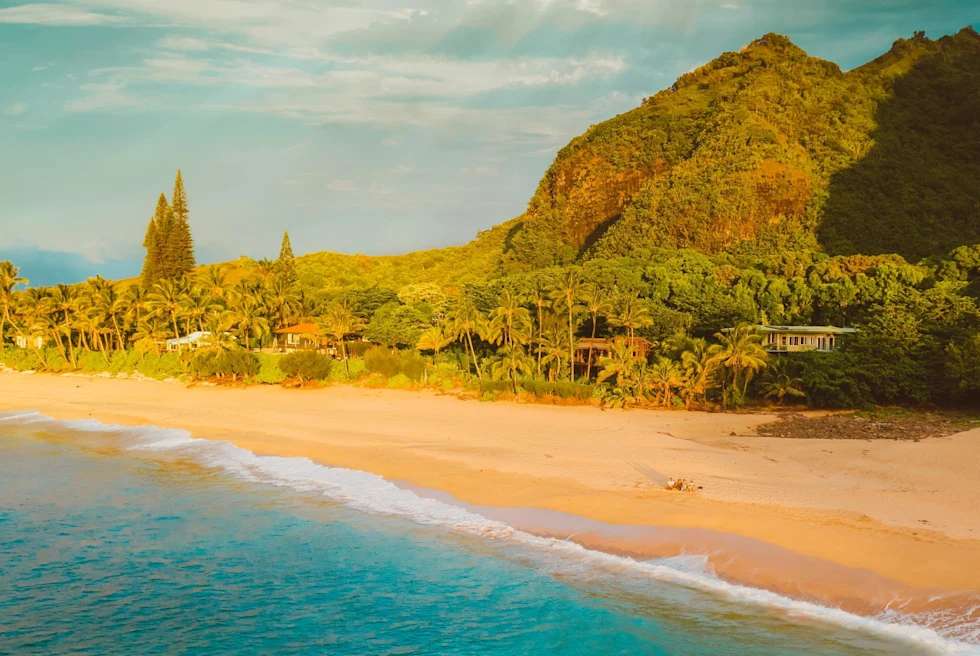 Green Trees on Brown Sand Beach