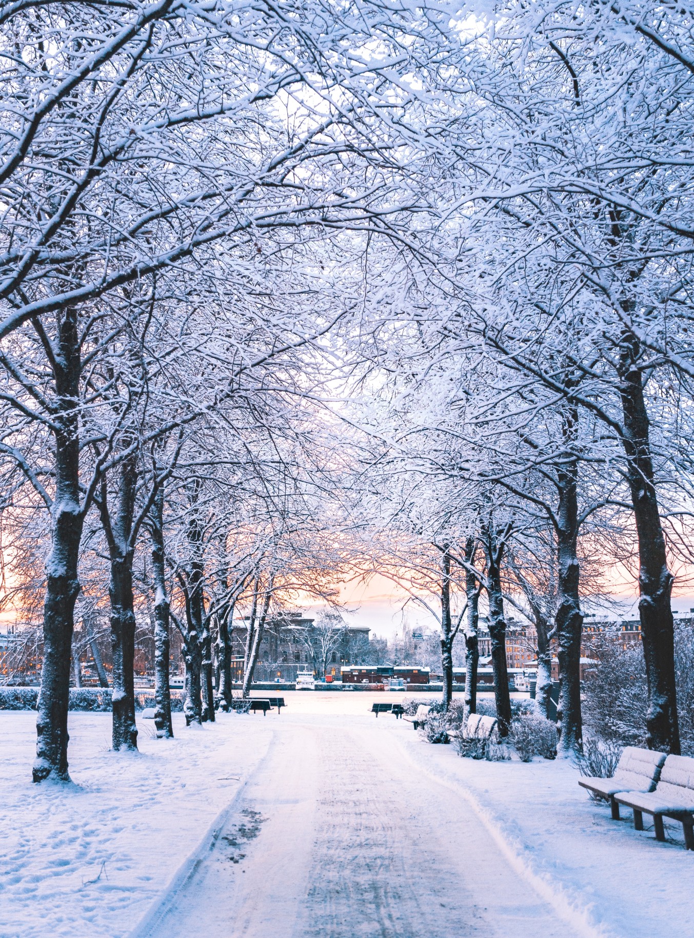 snow-covered trees during dusk