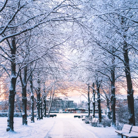 snow-covered trees during dusk