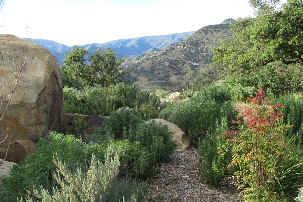 wild plants and flowers and a bolder on a trail in a mountain region