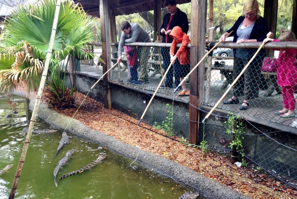 kids feeding alligators in a green pond