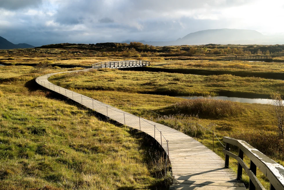 Wooden boardwalk surrounded by green grass in Thingvellir National Park, Iceland