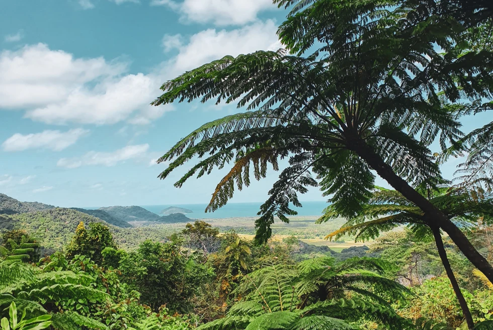 tropical trees and mountains with cloudy skies