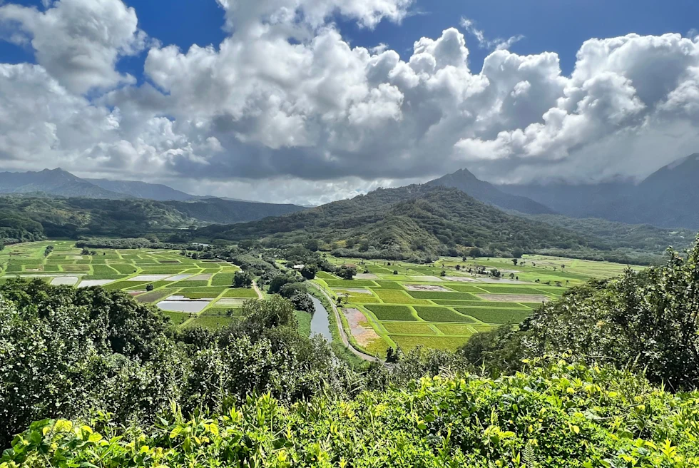 large green field with mountain in the background