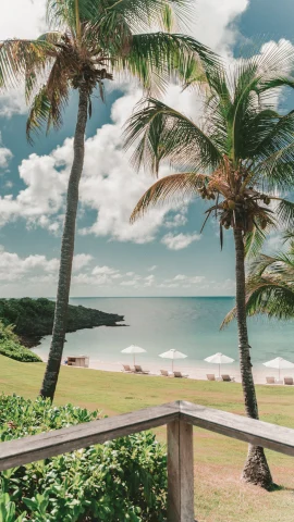 A view on the palm trees and ocean on Eleuthera Island in the Bahamas