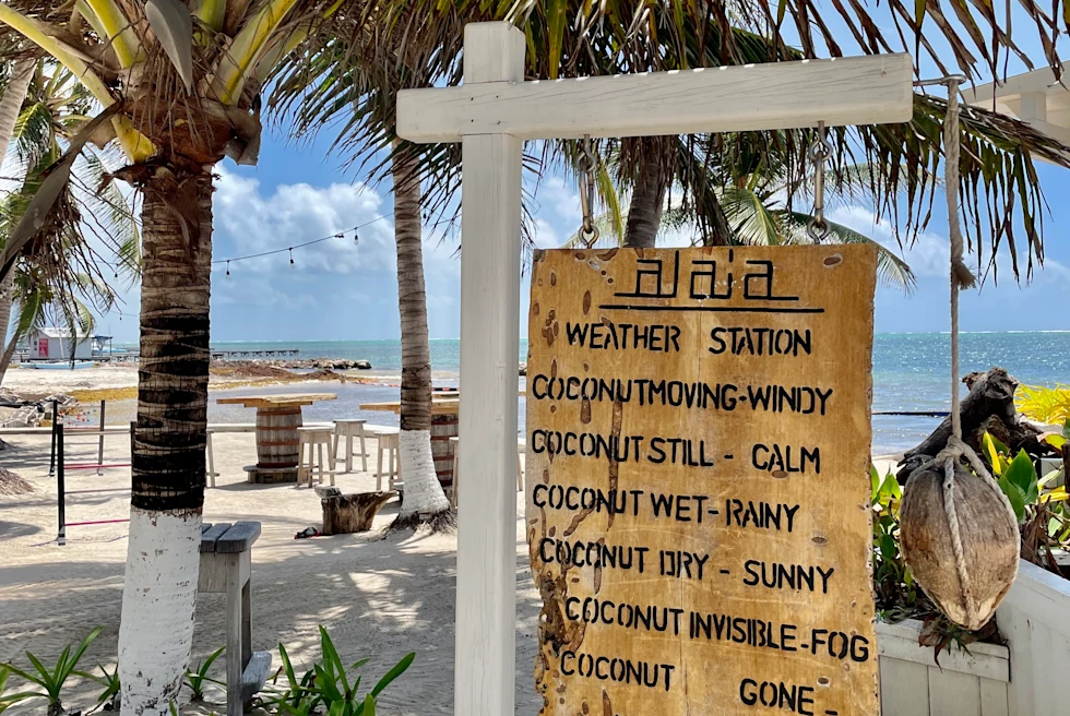 A sign in Belize about coconuts.
