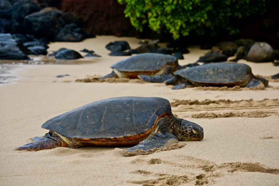 Turtles on the seashore 