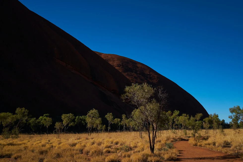 Trees on a brown land with mountains in the back.