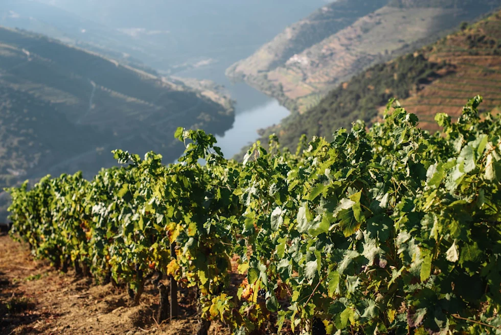 a top a sloped wine vineyard looking over a river in a valley