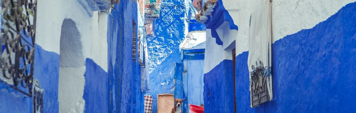 a brown dog sits in a blue Greek alleyway