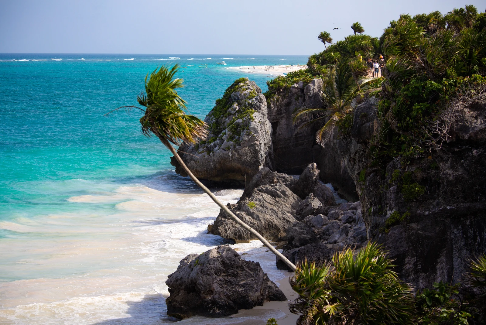 The views of the Mexican Caribbean and a palm tree. 