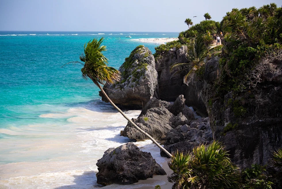 The views of the Mexican Caribbean and a palm tree.
