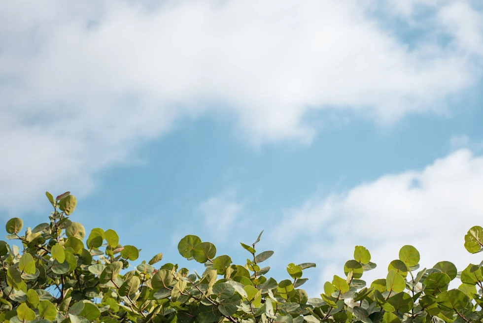 tropical plants and a blue sunny sky