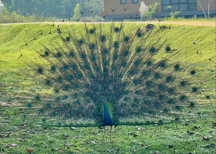 A blue peacock with ruffled feathers. 