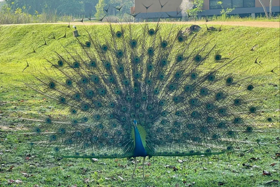 A blue peacock with ruffled feathers. 