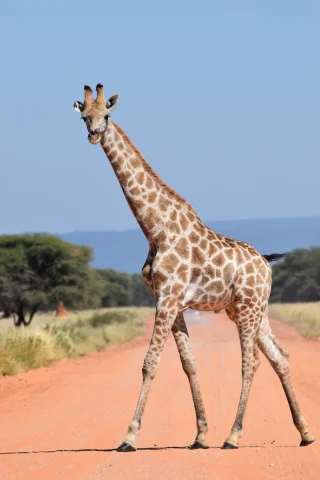Aa picture of a giraffe crossing the street. 