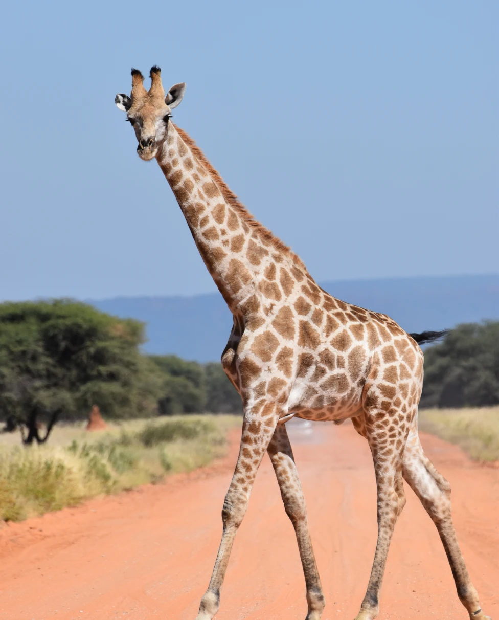 Aa picture of a giraffe crossing the street. 