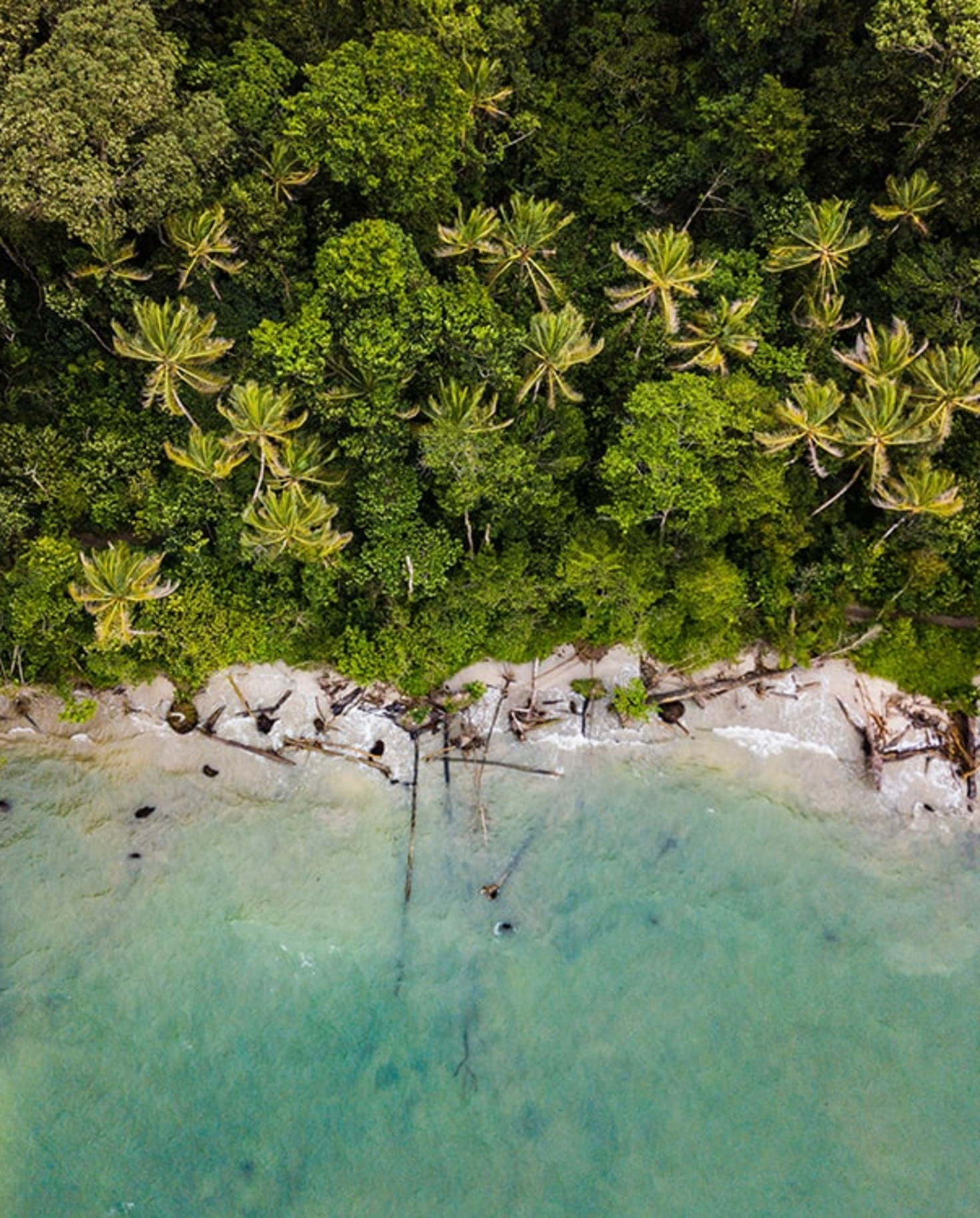 aerial view of coastline and trees