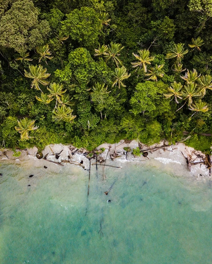 aerial view of coastline and trees
