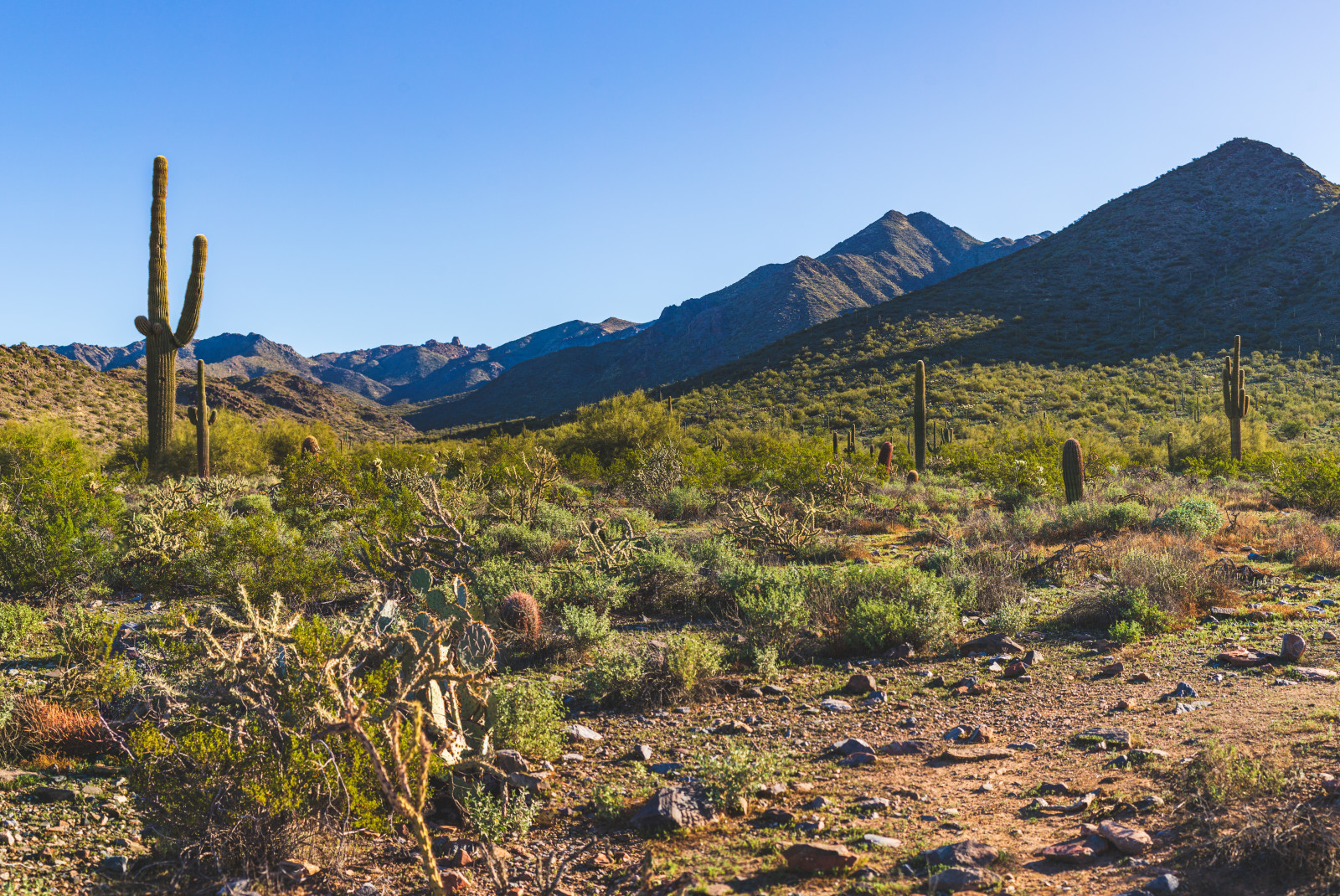 cacti with mountains in the background during daytime