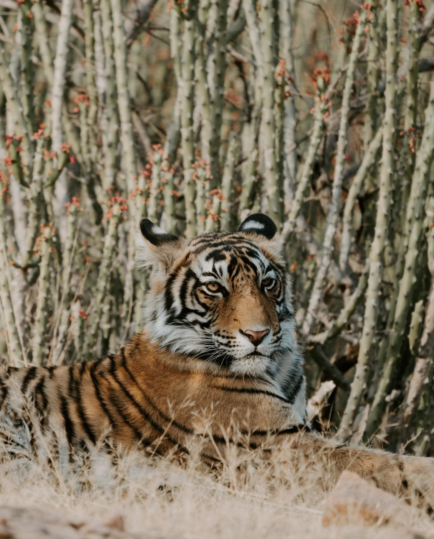 Tiger laying in grassy plain on a sunny day.