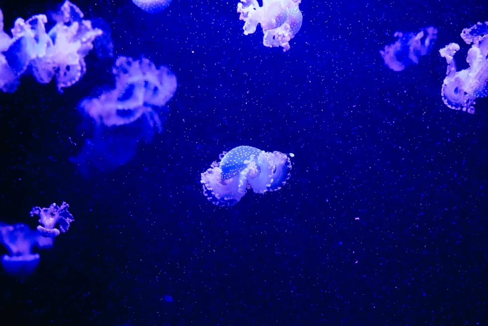 an blue aquarium tank with floating jellyfish