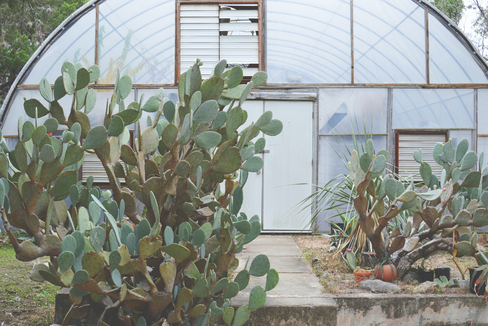 Cactus plants with greenhouse in background