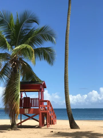 palm tree trunk beside a red beach lifeguard stand