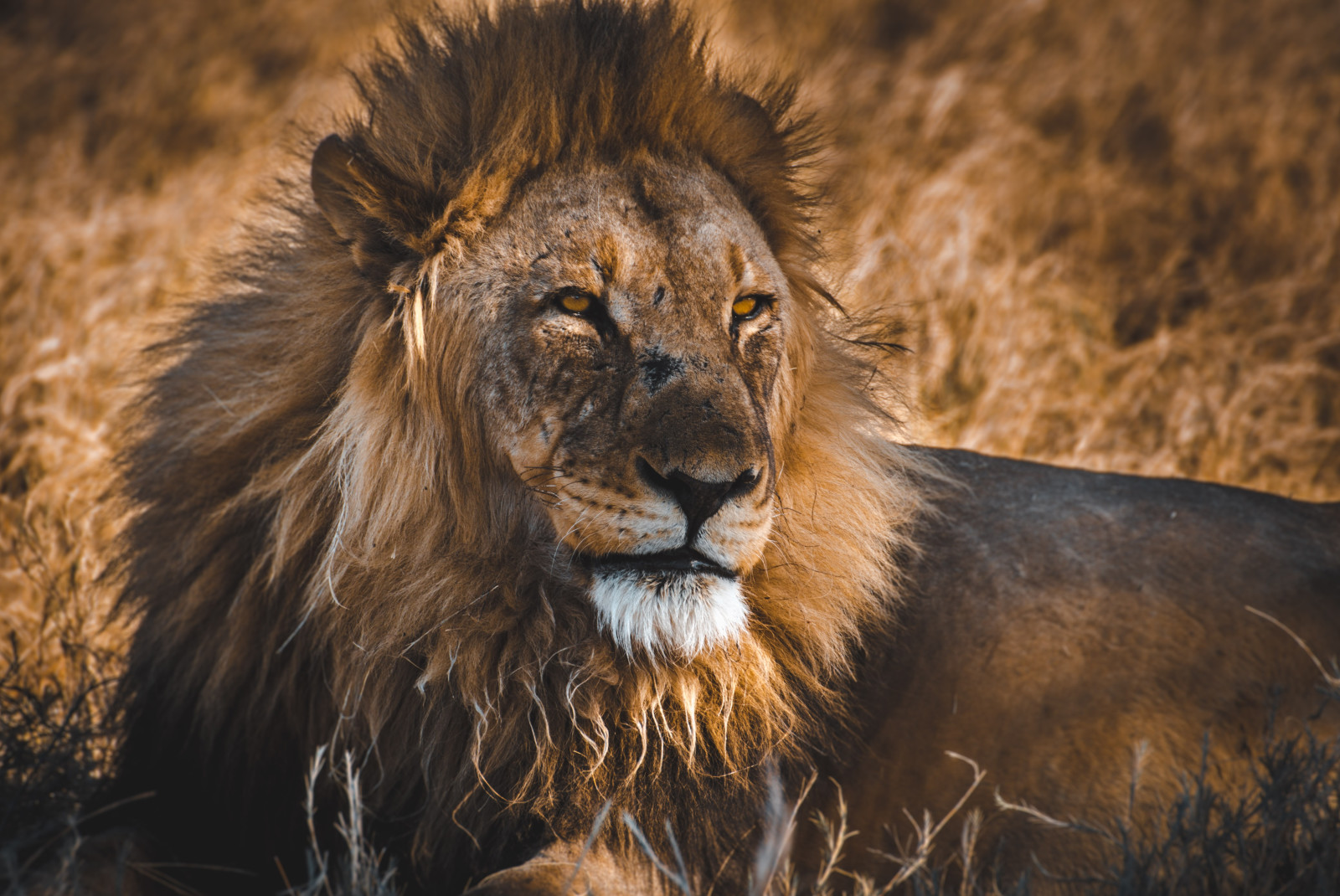 Lion lays down in Etosha National park in Namibia, Africa