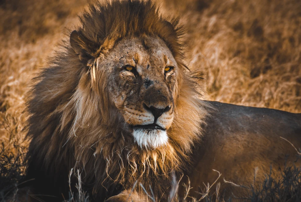 Lion lays down in Etosha National park in Namibia, Africa