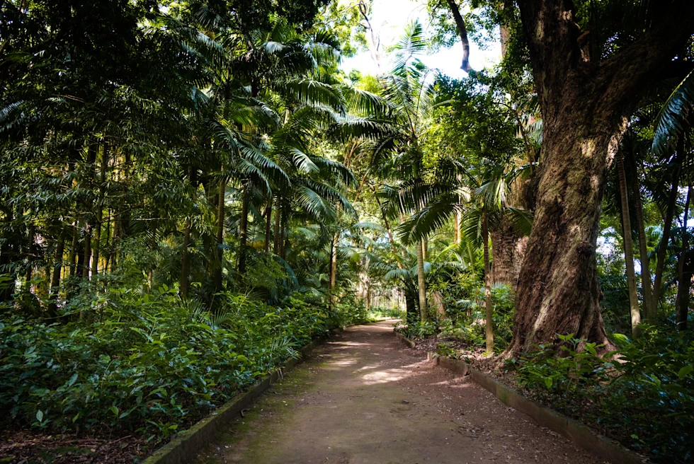 A trail among trees.