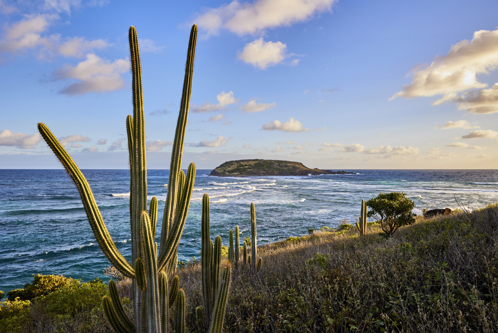 cacti overlooking ocean during daytime