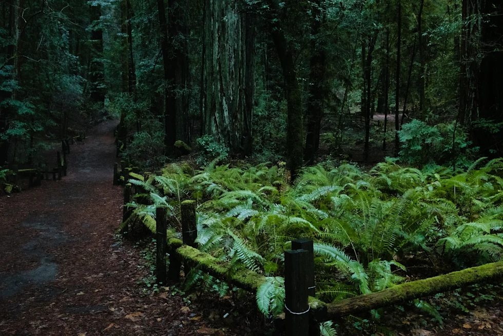 Place with looks like a forest with long trees and green plants.