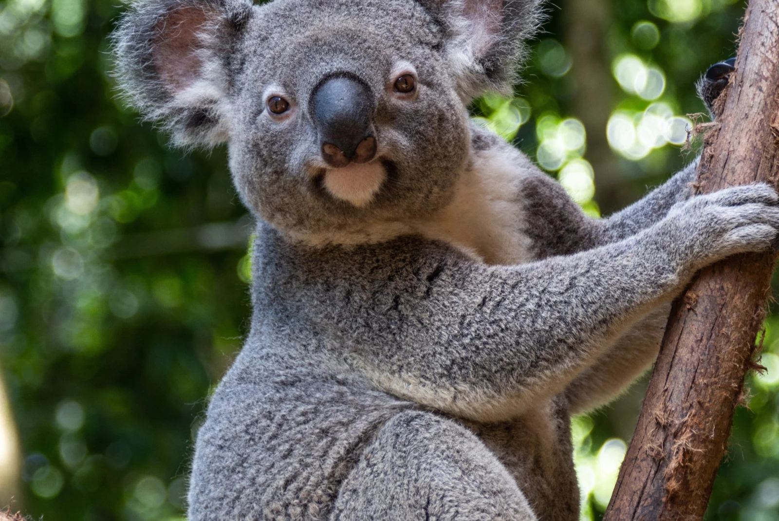 A koala sitting on tree.