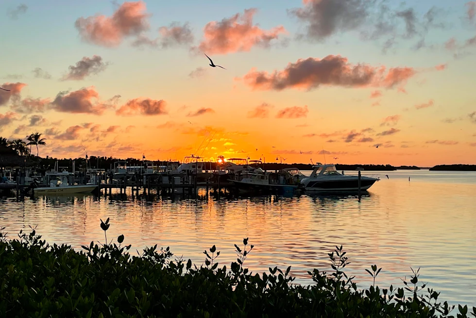 A body of water during the sunset with docked boats and bushes in the surrounding areas.