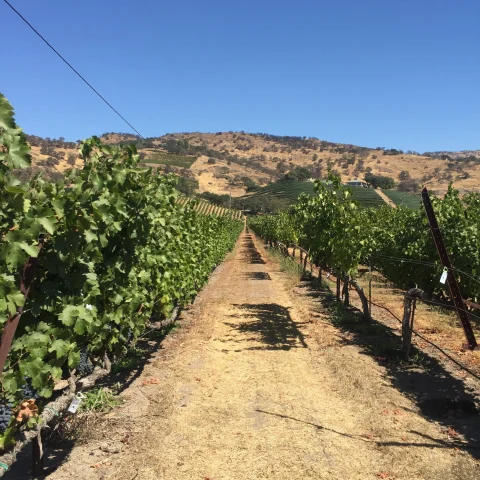 A row in a vineyard. 