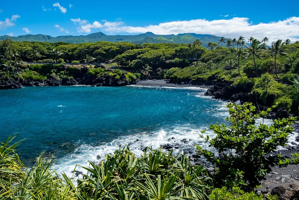 Green Trees Near Body of Water
