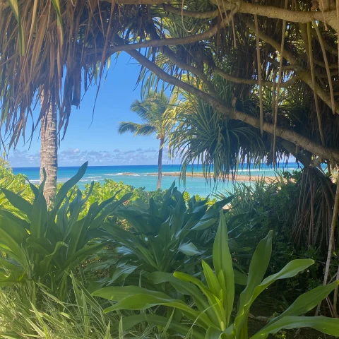  A view of green plants, palm trees and the ocean in the distance beneath the blue sky. 