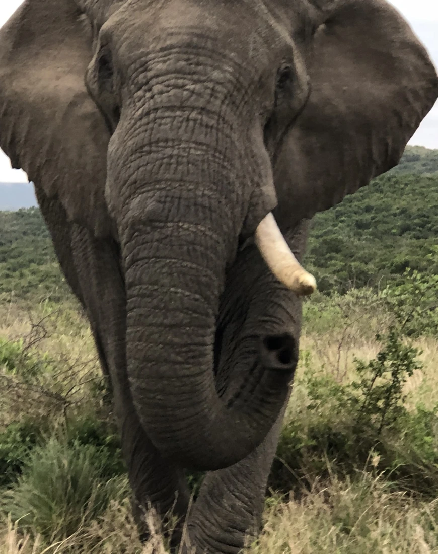 View of an elephant