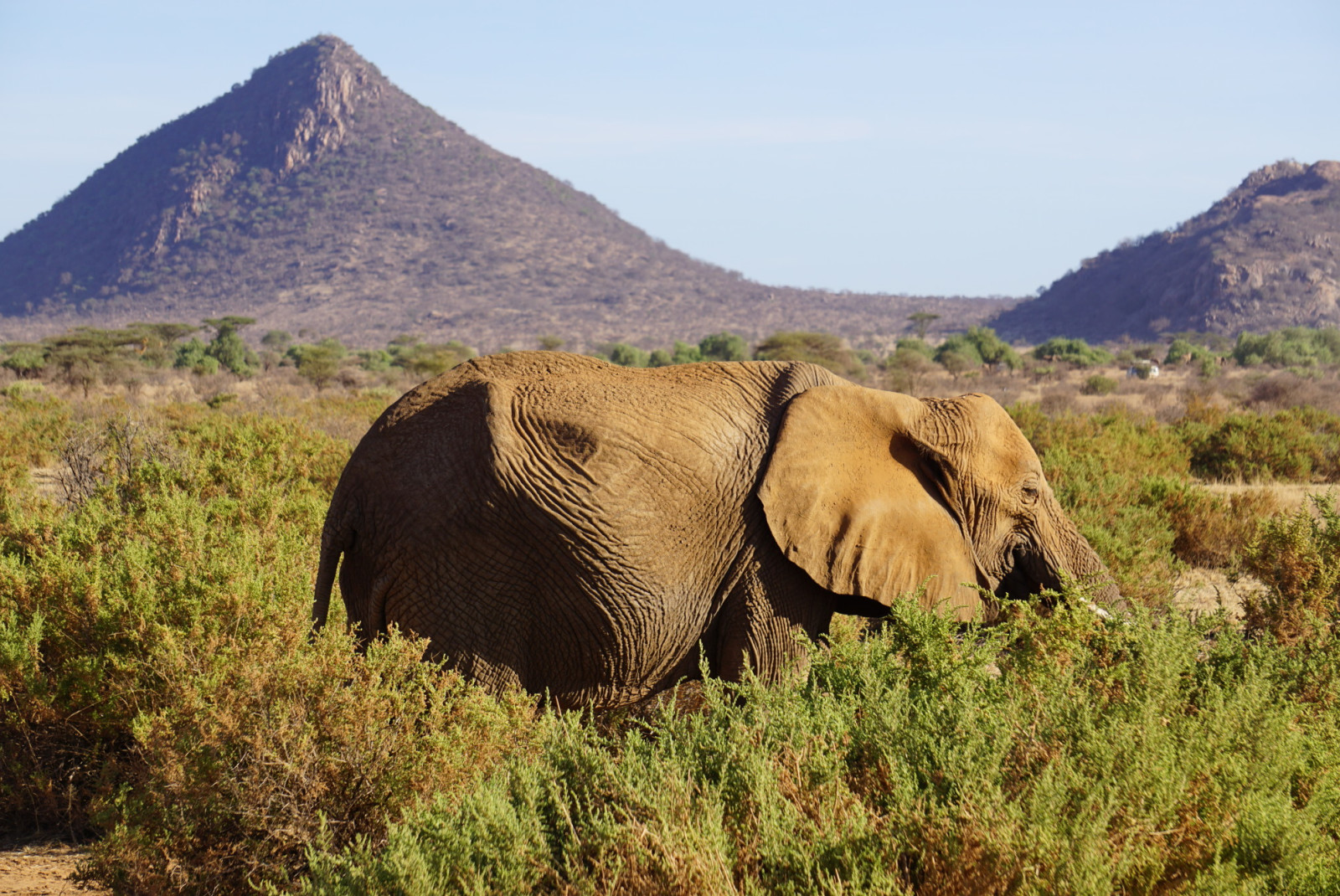 Elephant amongst shrubs with mountain in background in Kenya.